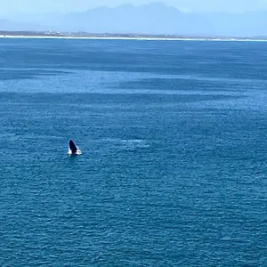 https://whales-tale.hotels-capetown.com